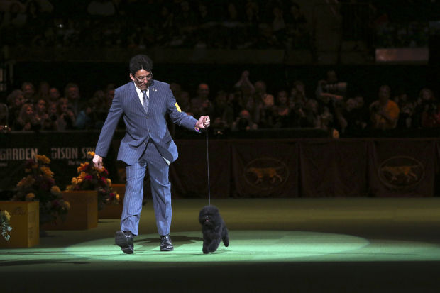 137th Westminster Kennel Club dog show